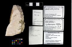 Foto (Objekt + Etikett) von Cycloprosopon etalloni (Gemmellaro, 1869)  (NHMW-GEO-2014-0194-0975)